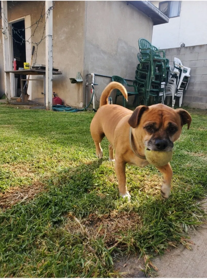 Lost dog in Lawndale, CA, 90260