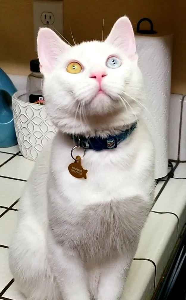 Lost cat in Upland, CA, 91784