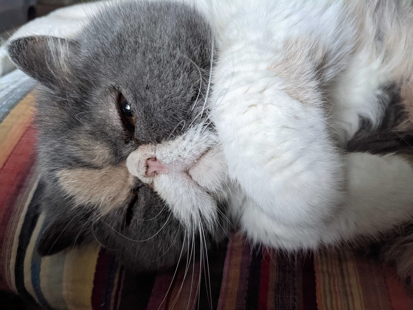 Lost cat in Menifee, CA, 92584