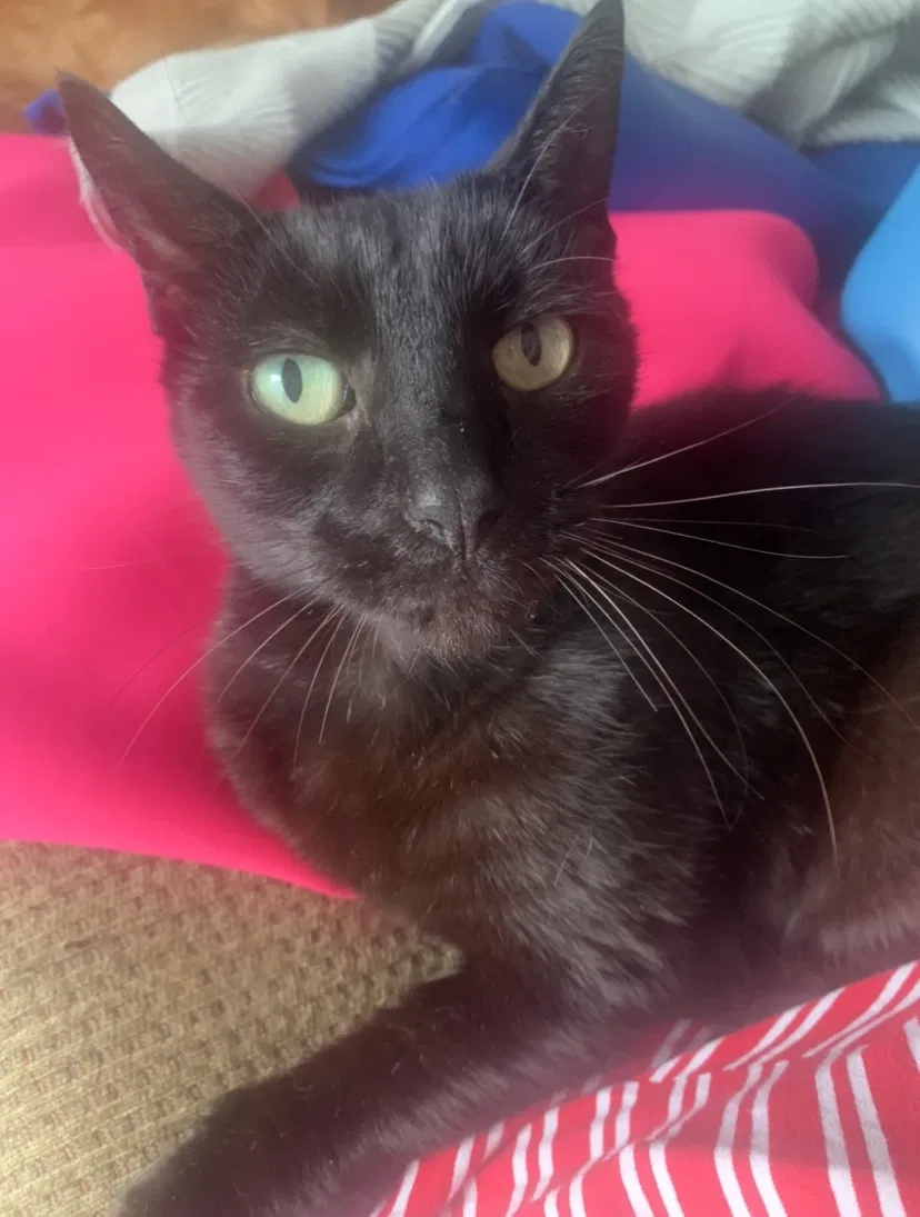 Lost cat in Denton, TX, 76201