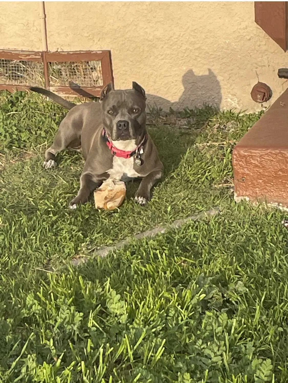 Lost dog in Los Angeles, CA, 90043