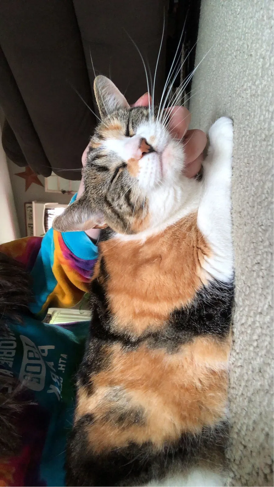 Lost cat in Bellingham, MA, 2019