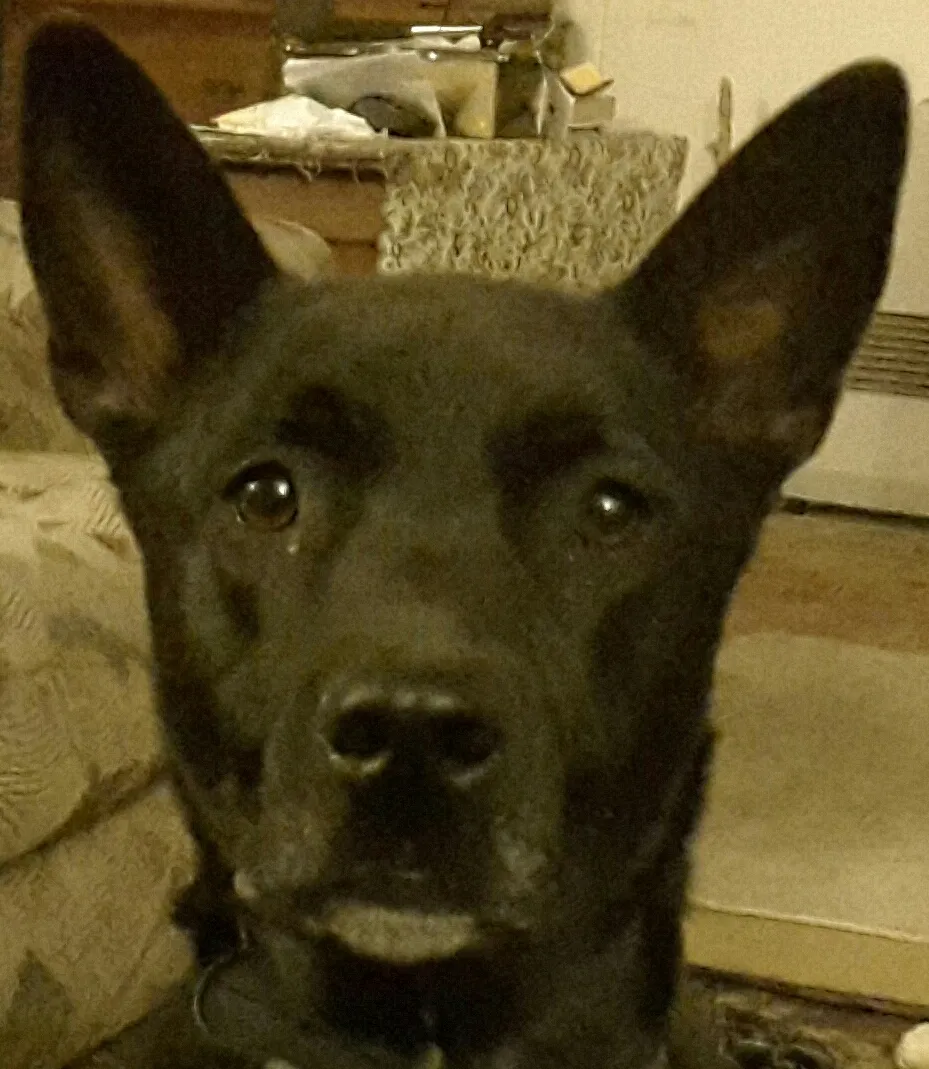 Lost dog in Nice, CA, 95464