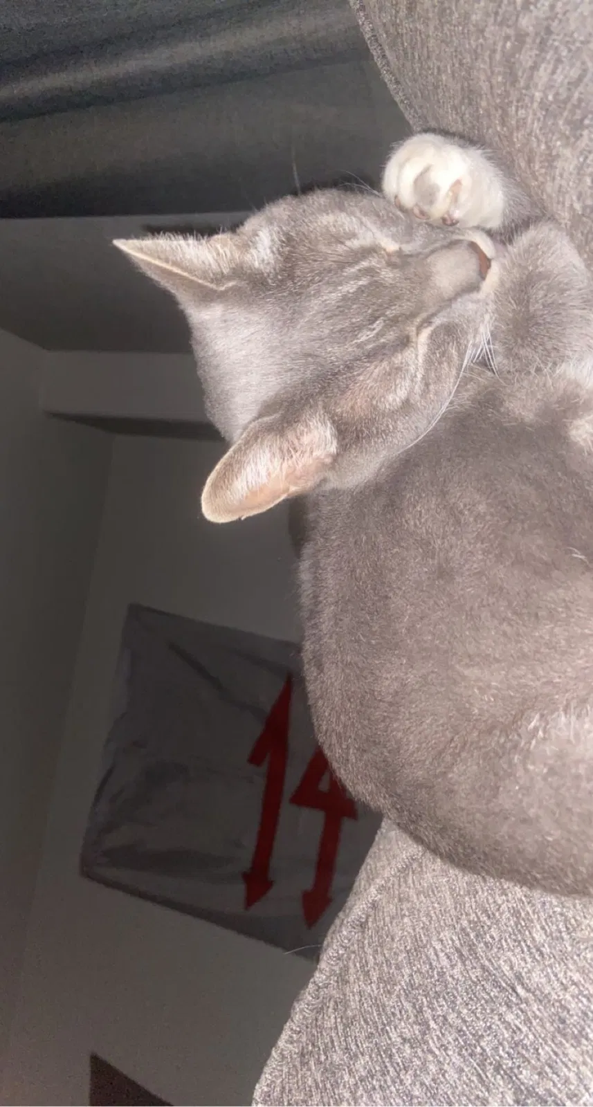 Lost cat in Colorado Springs, CO, 80923