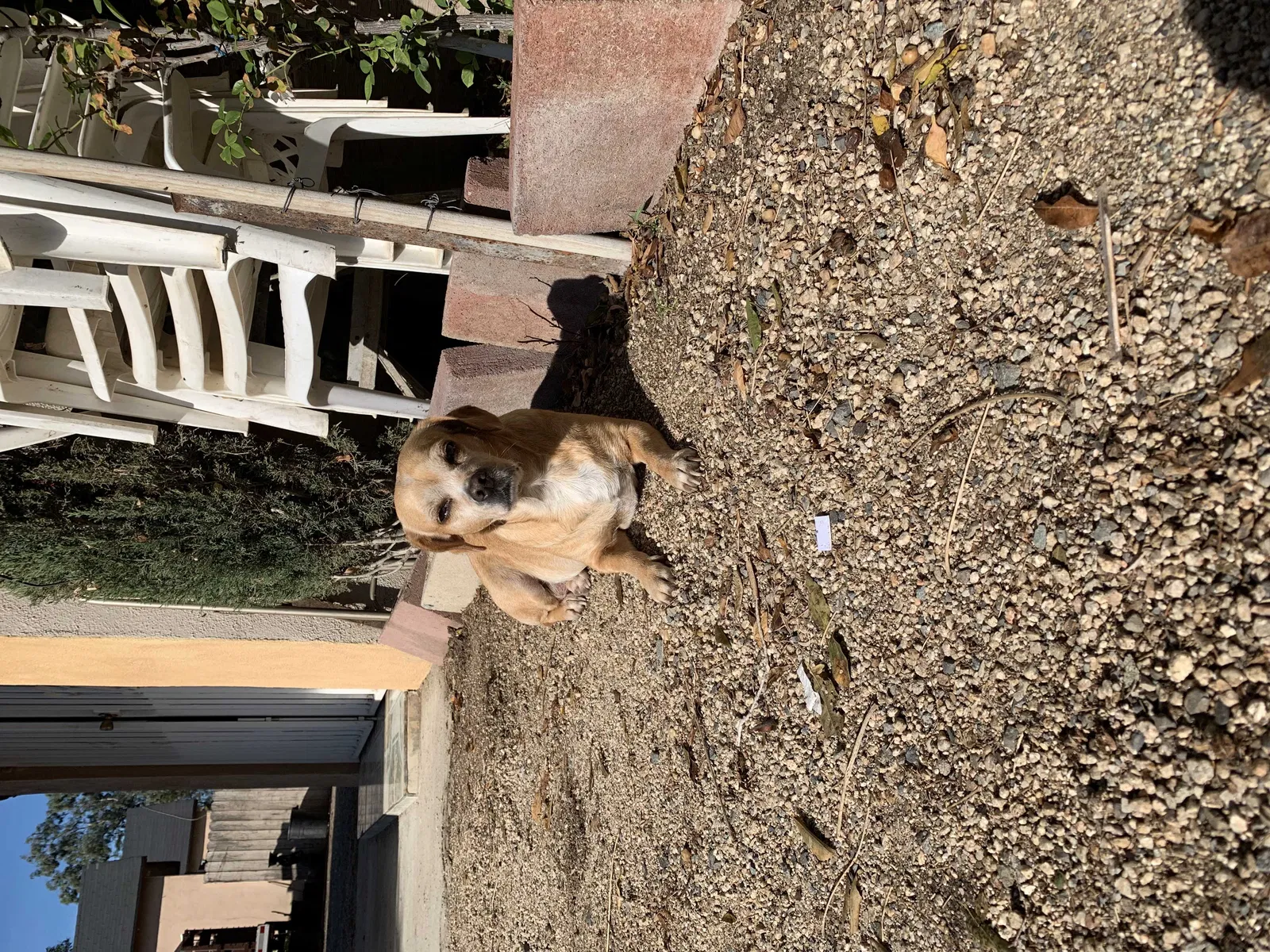Lost dog in Riverside, CA, 92507