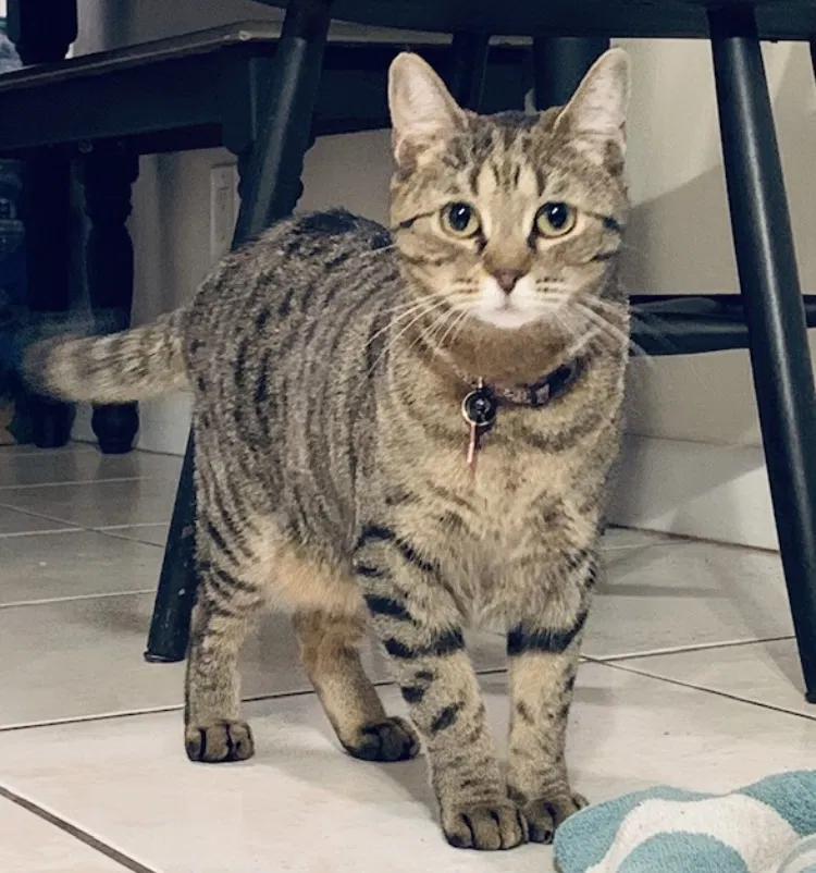 Lost cat in Sebring, FL, 33870