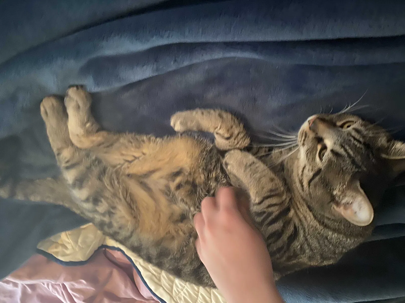 Lost cat in Lititz, PA, 17543