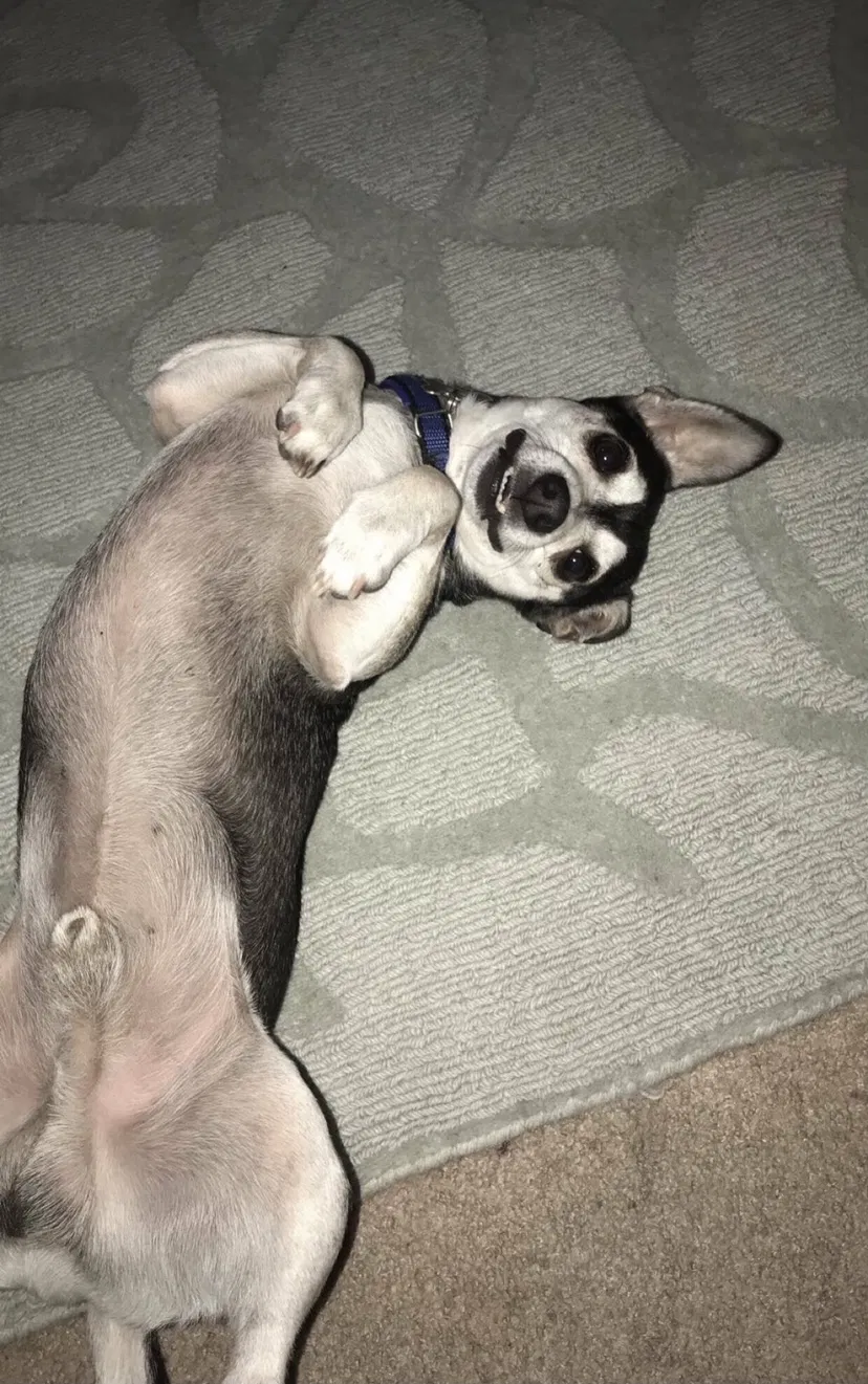 Lost dog in Green Bay, WI, 54302