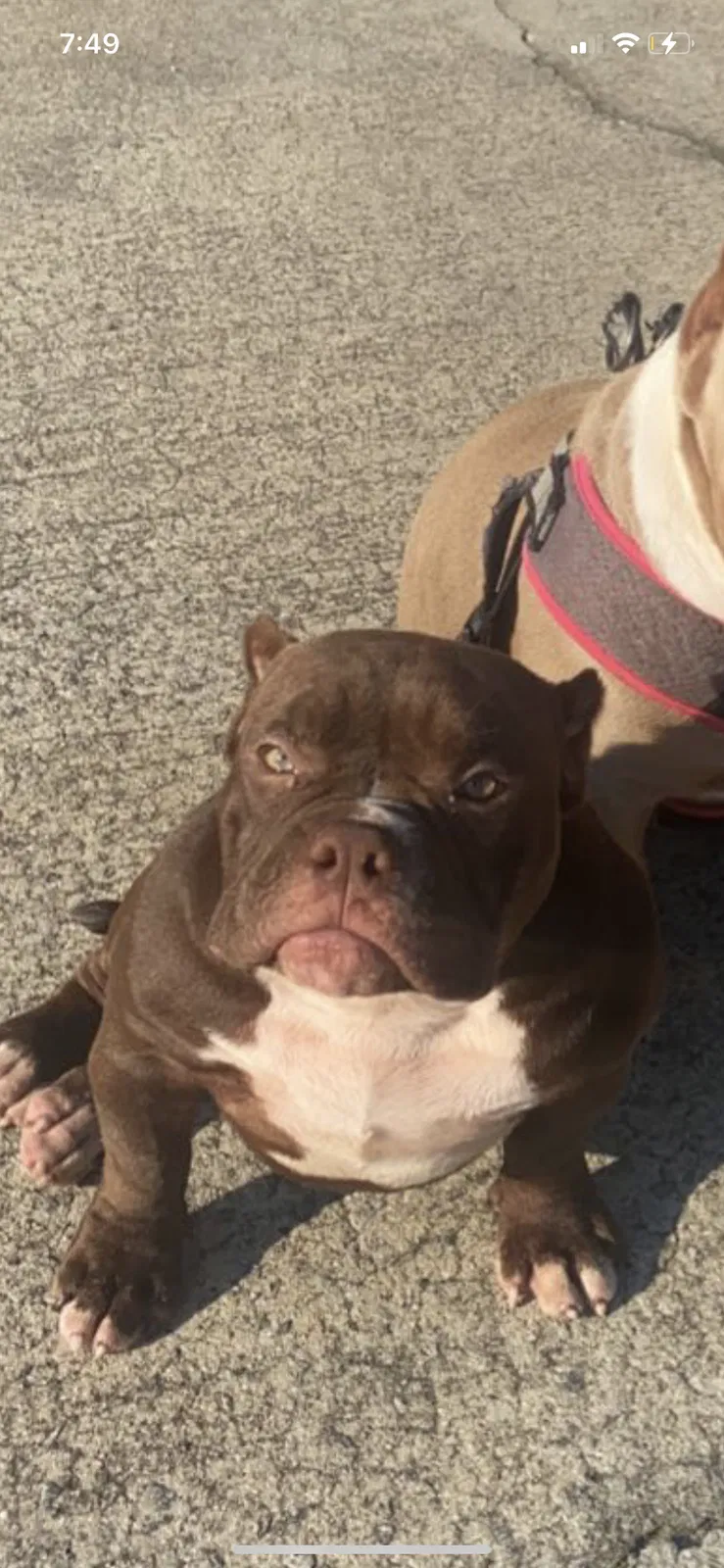 Lost dog in Athens, GA, 30607