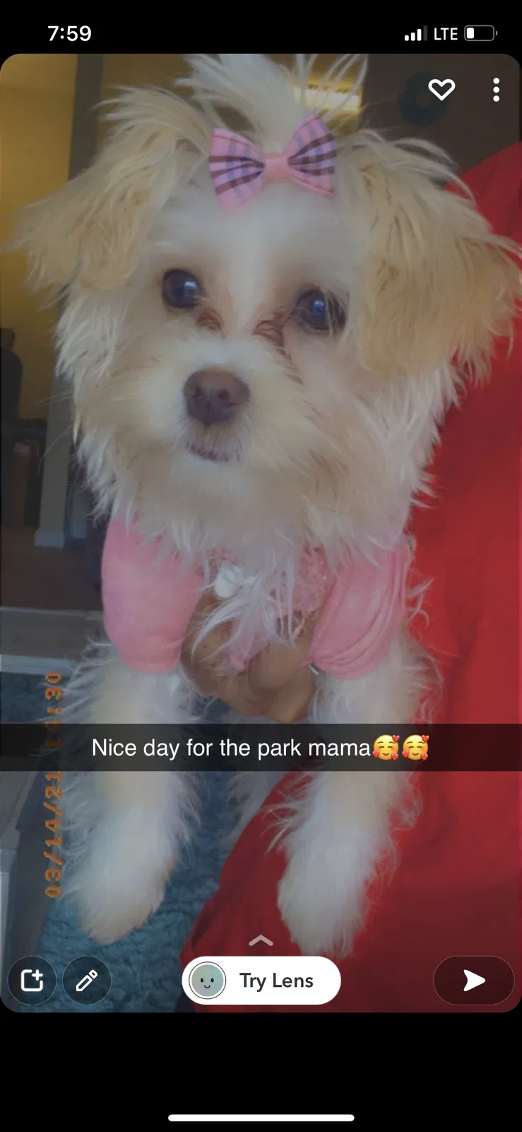 Lost dog in Horn Lake, MS, 38637