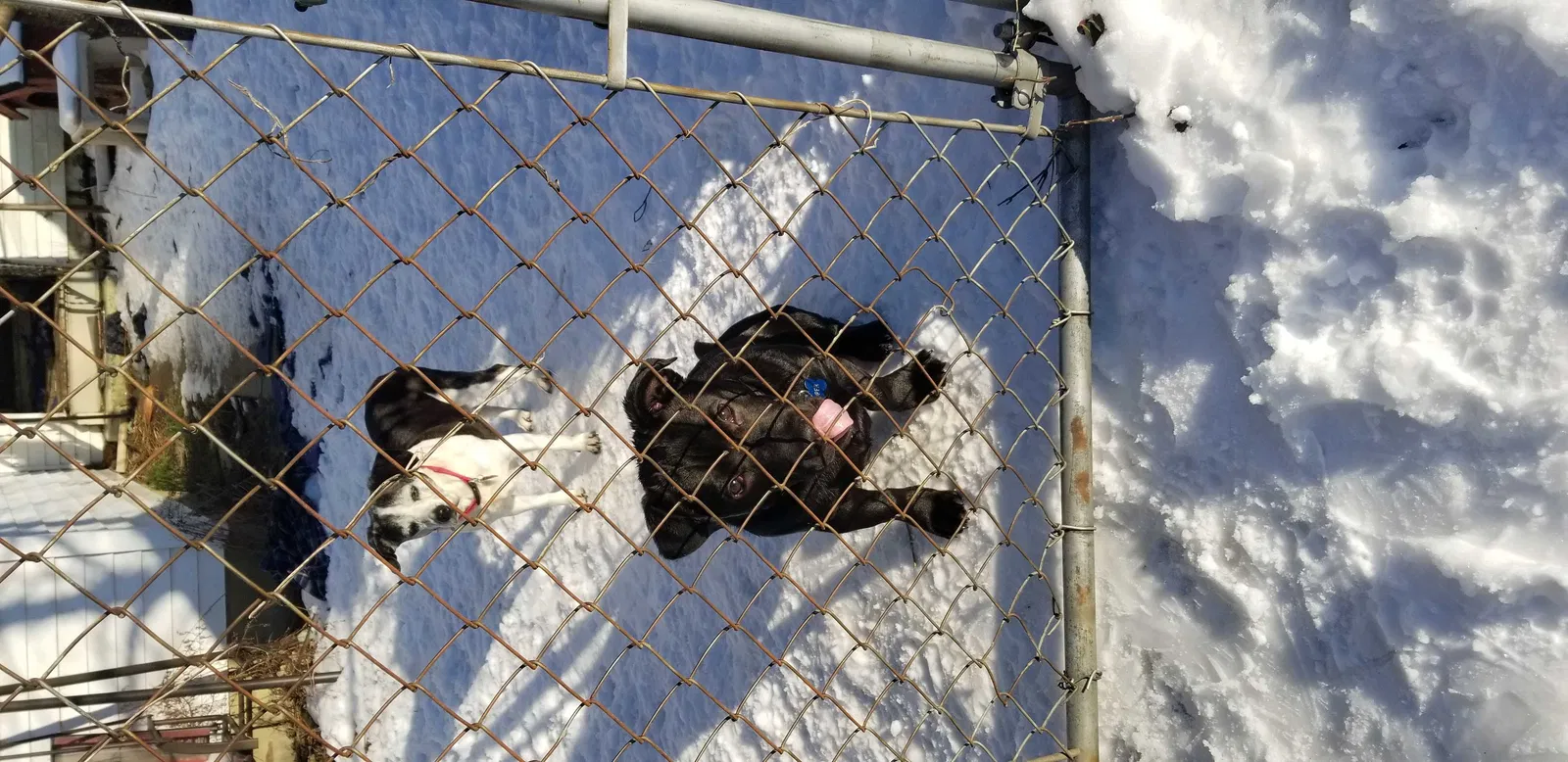 Lost dog in Louisville, KY, 40215