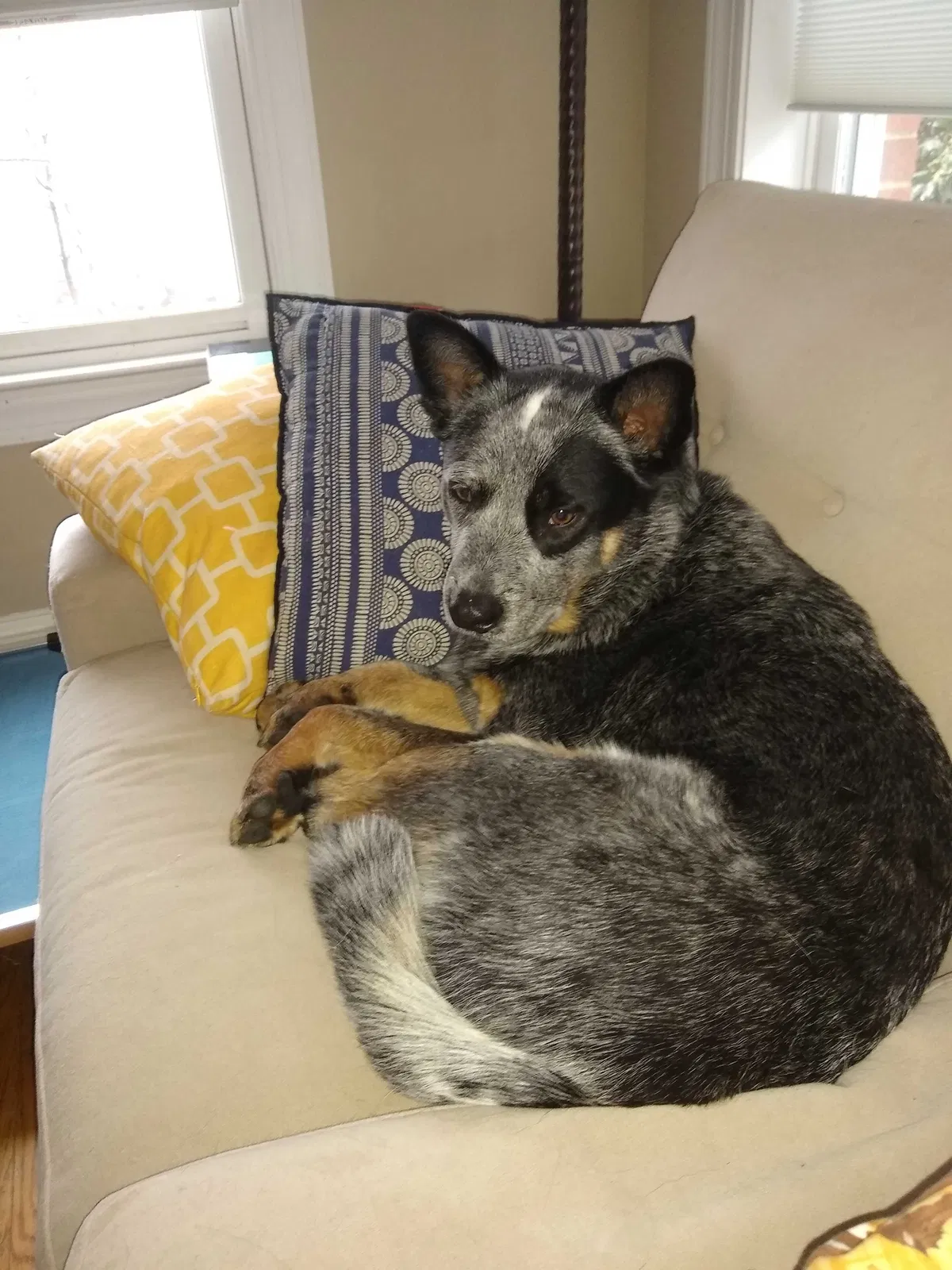 Lost dog in Catawba, VA, 24070