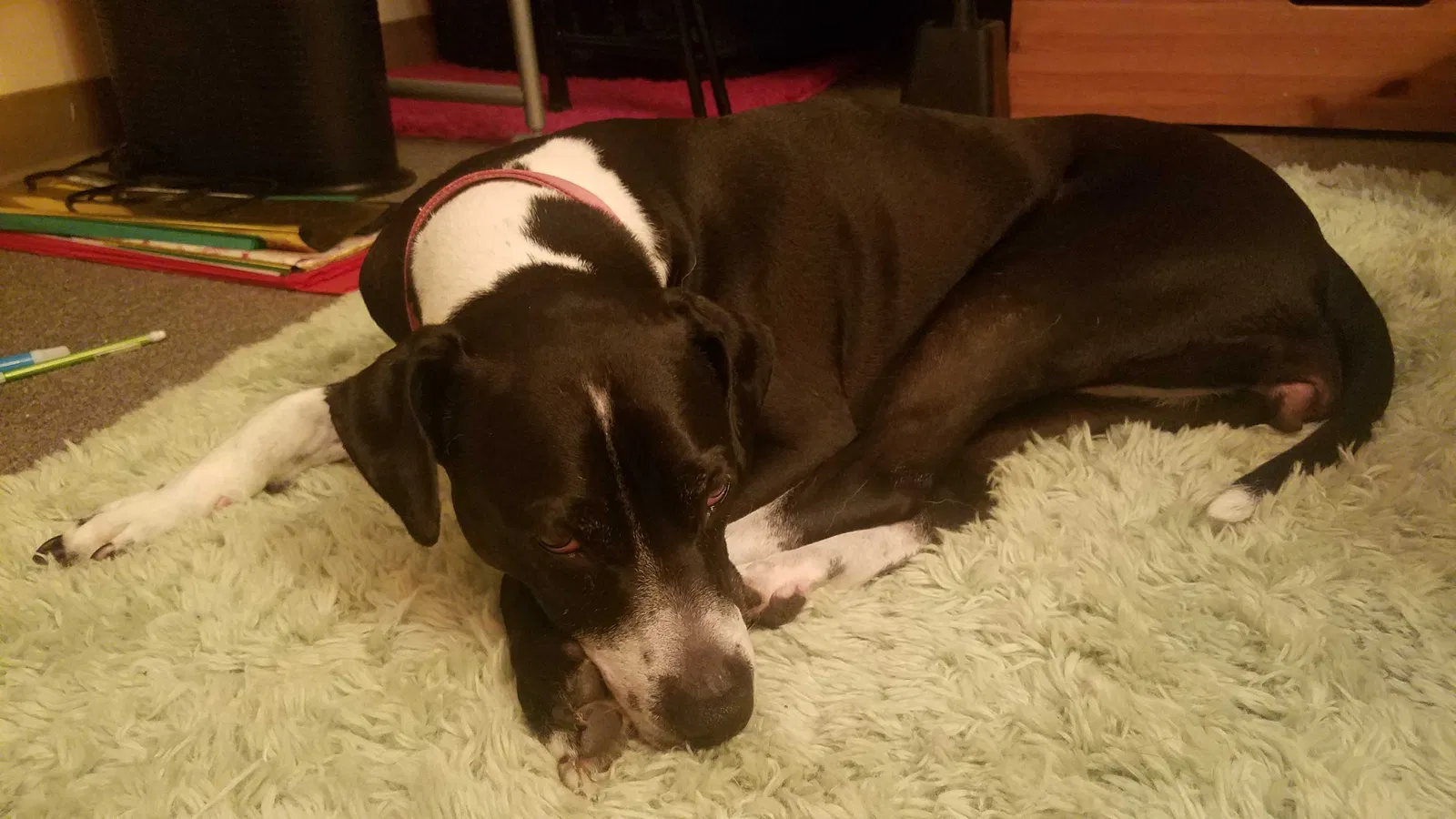 Found dog in Fort Wayne, IN, 46818