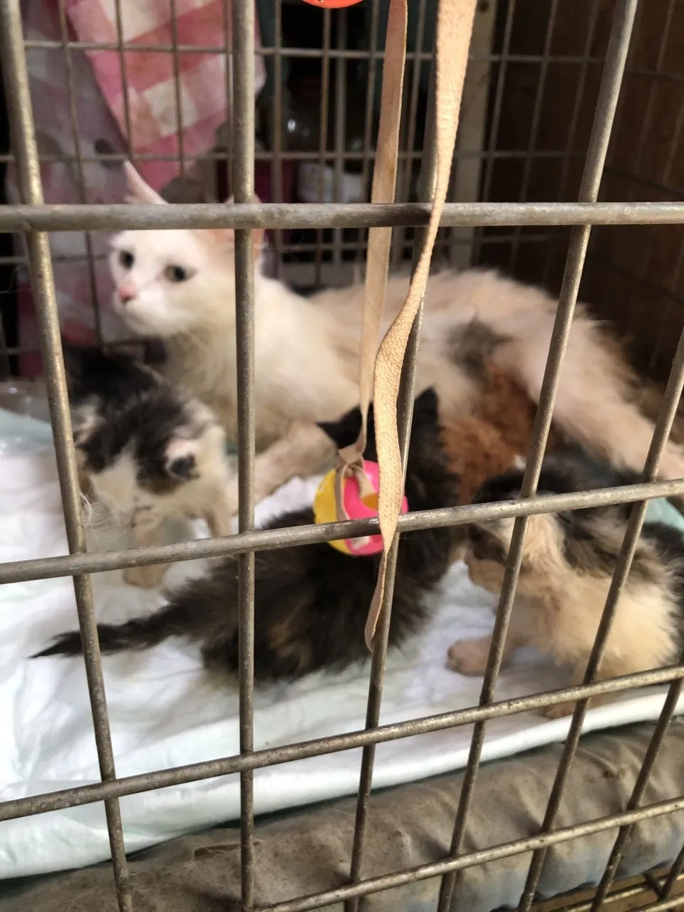 Found cat in Seneca, SC, 29672