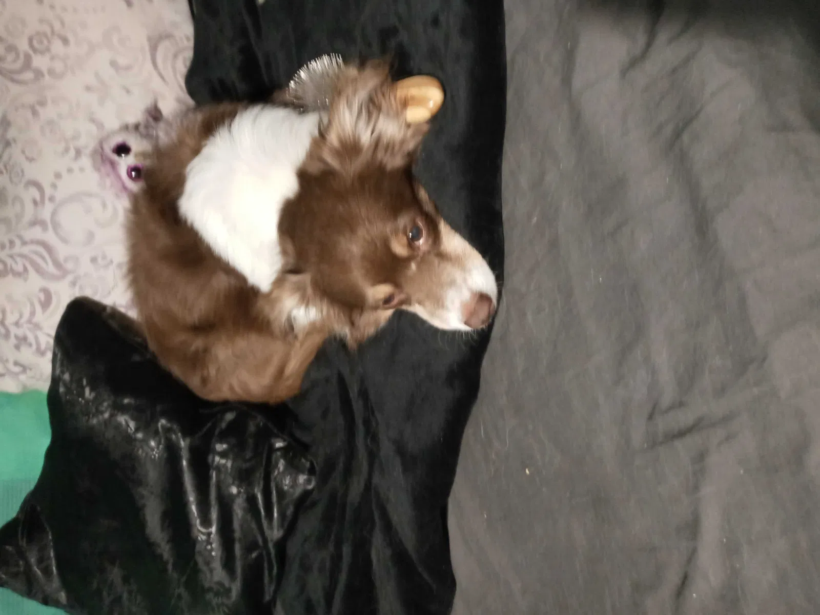 Lost dog in Salt Lake City, UT, 84106
