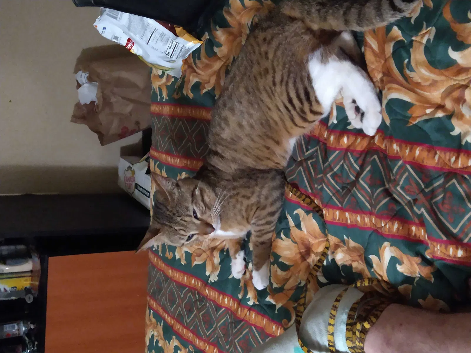 Lost cat in Tacoma, WA, 98424