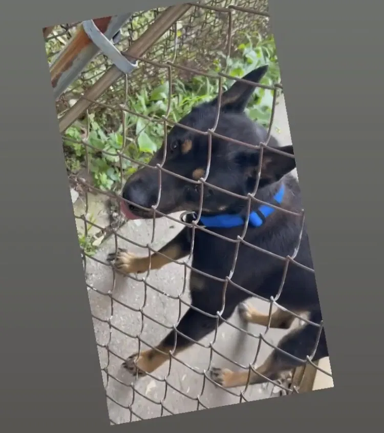 Lost dog in Detroit, MI, 48208