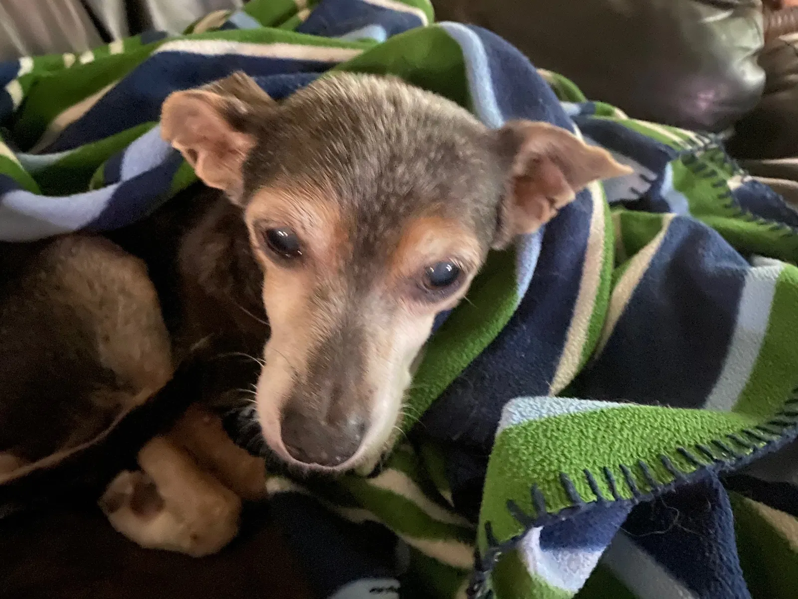 Lost dog in Covington, LA, 70433