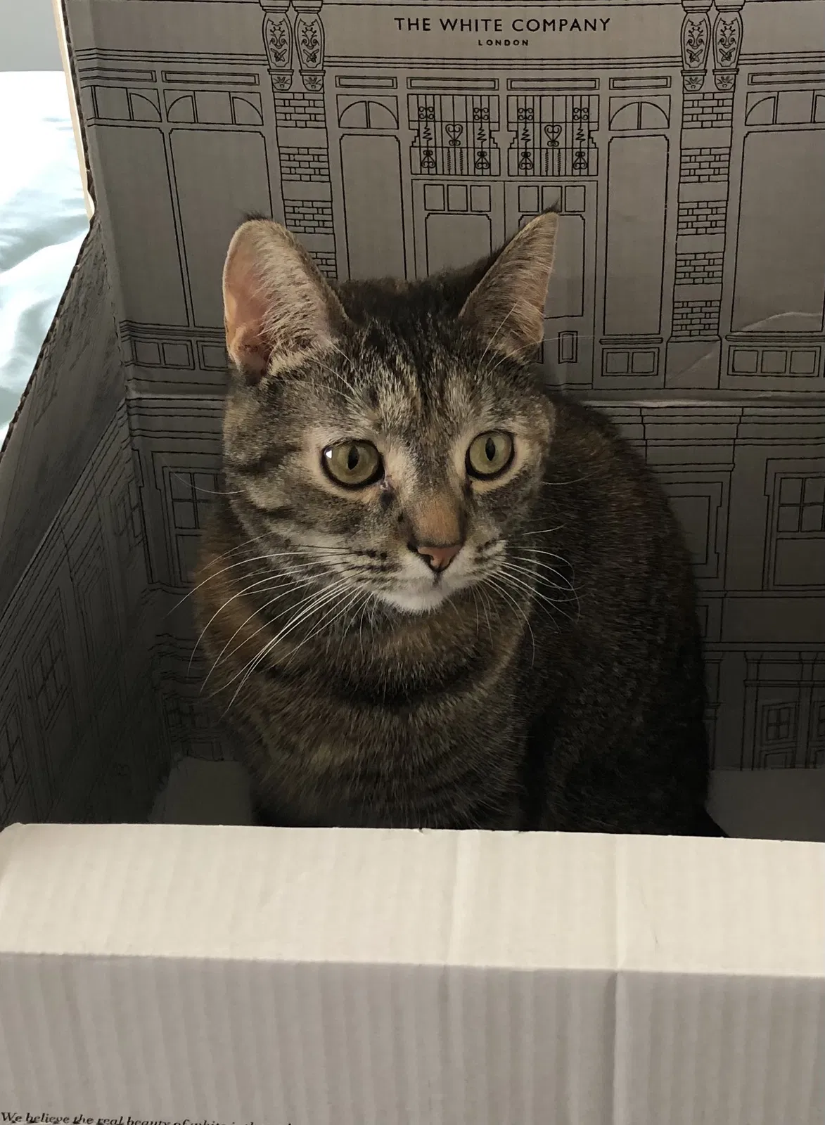 Lost cat in Green Bay, WI, 54303