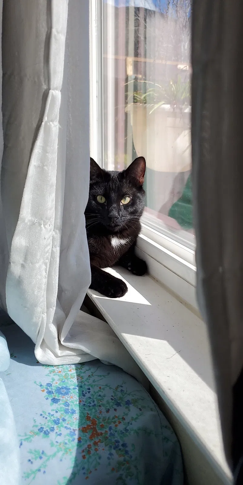 Lost cat in San Jacinto, CA, 92583