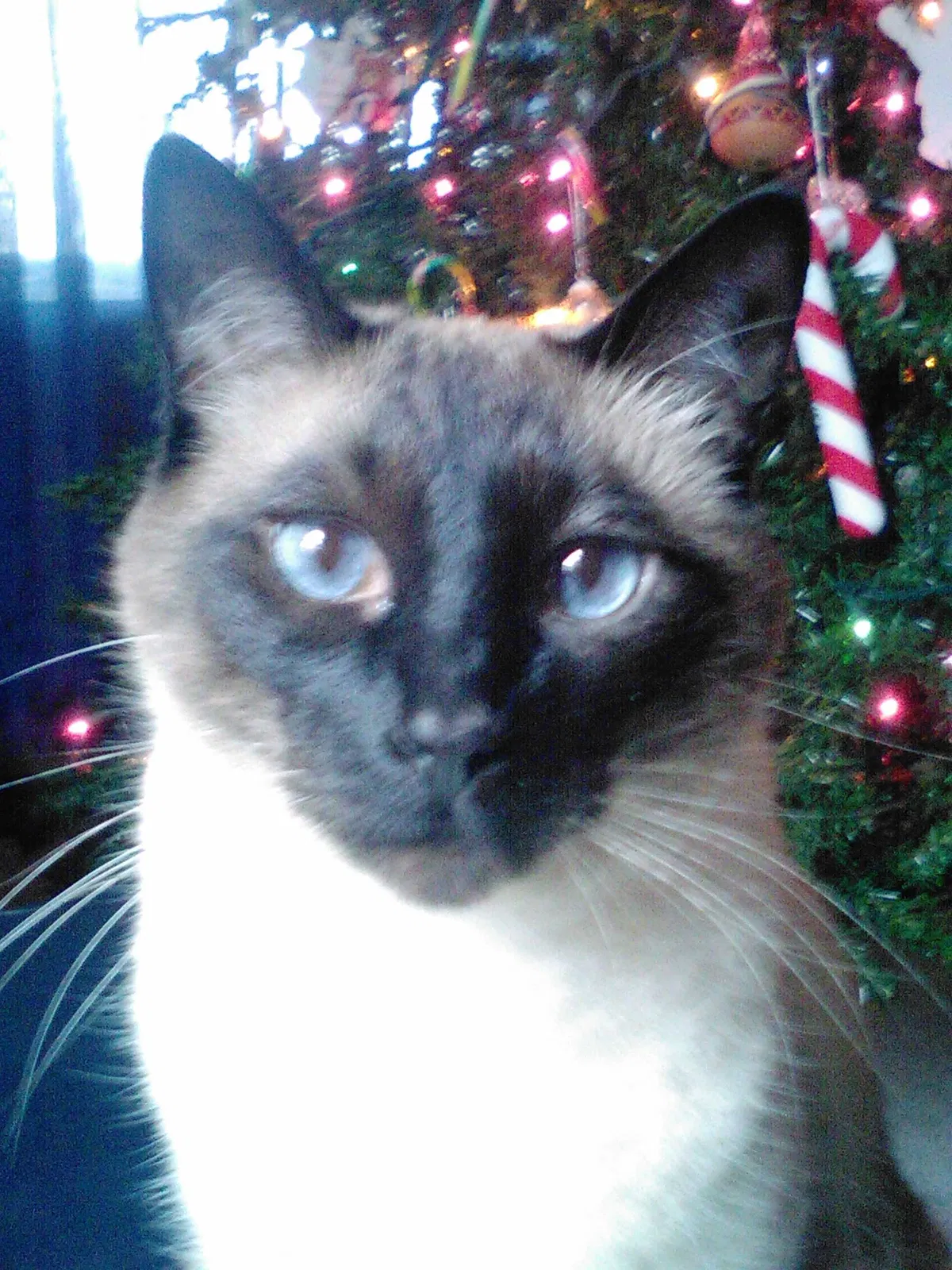 Lost cat in Wyoming, MI, 49509
