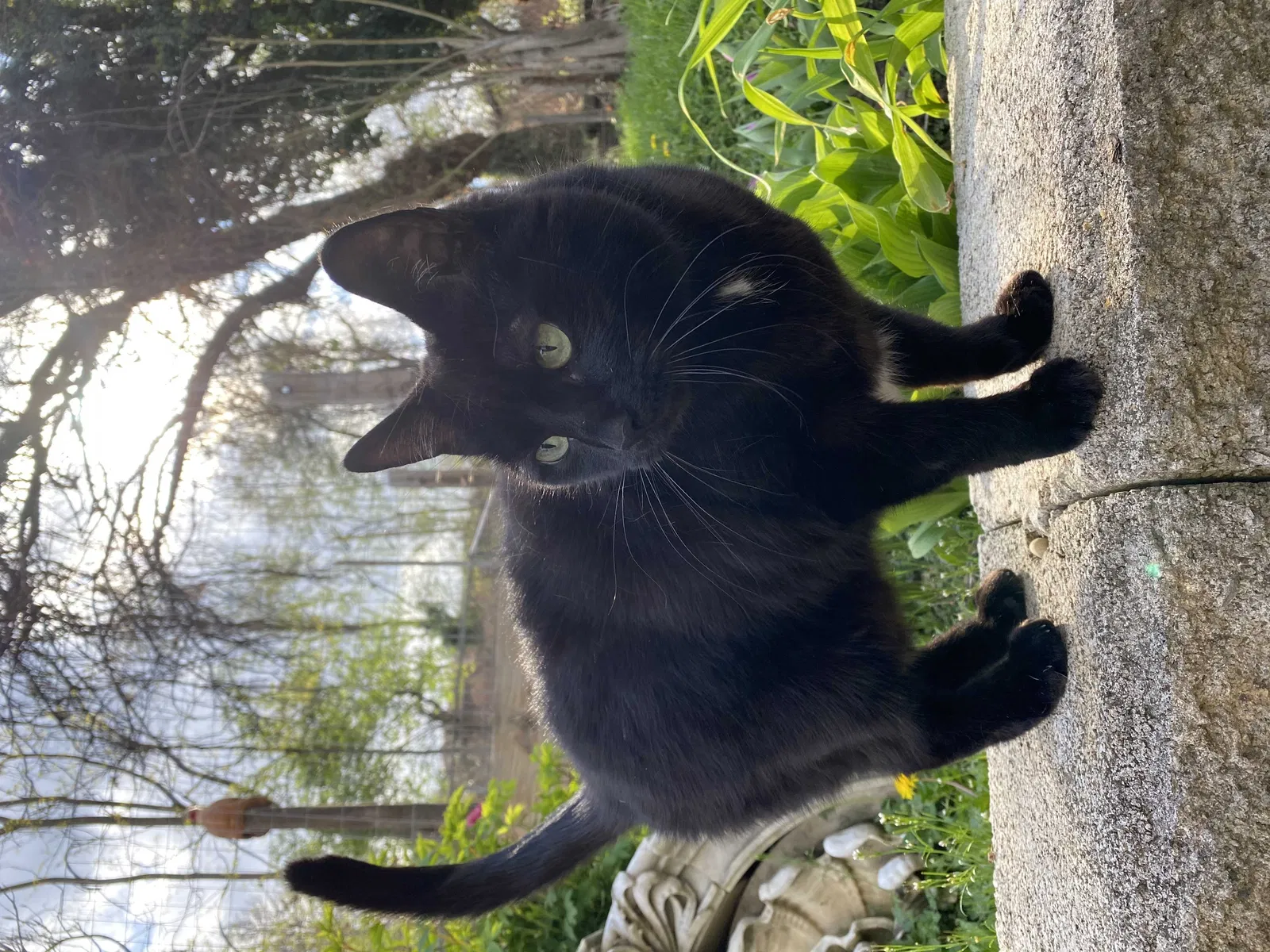 Lost cat in Pittsburgh, PA, 15204