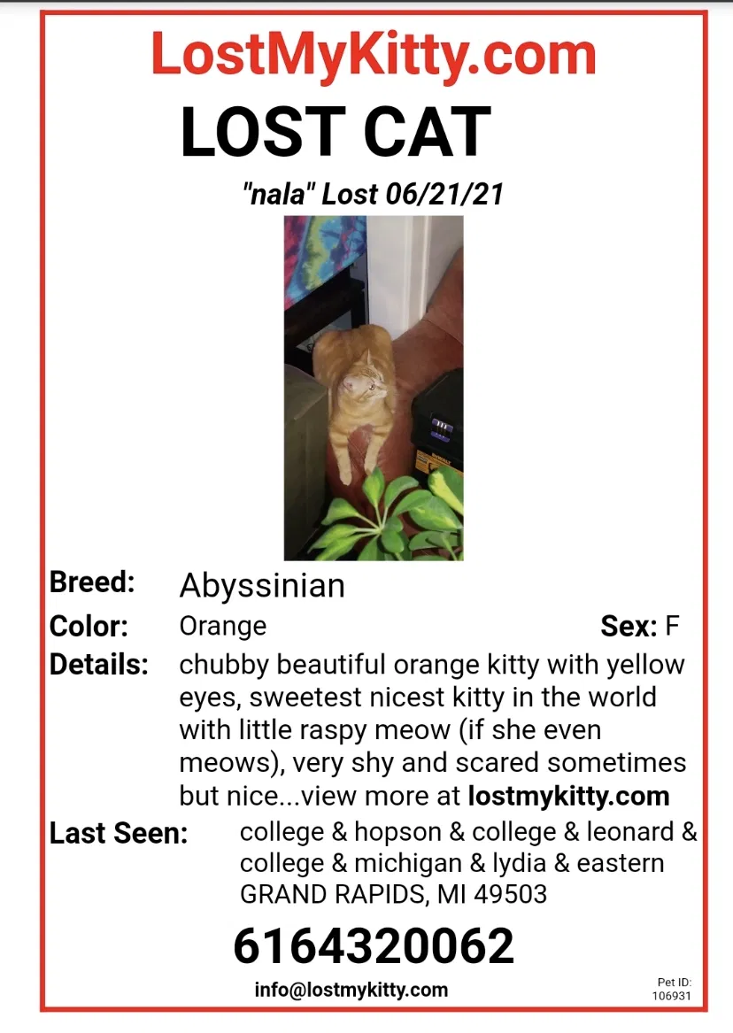 Lost cat in Grand Rapids, MI, 49503