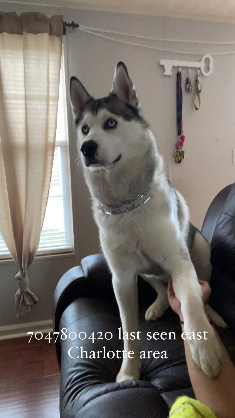 Lost dog in Charlotte, NC, 28215