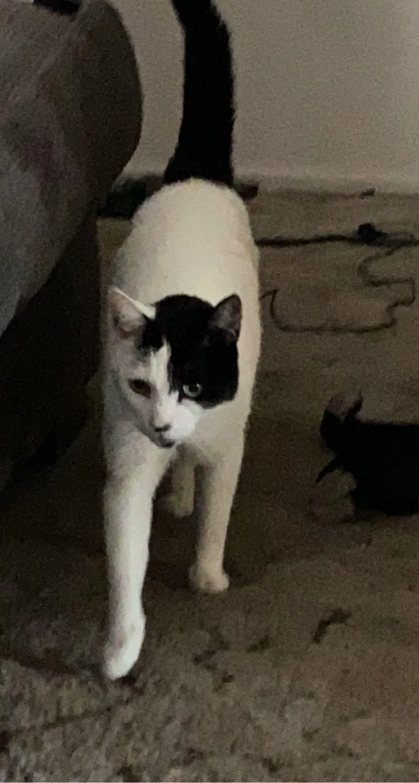 Lost cat in Clarksville, TN, 37042