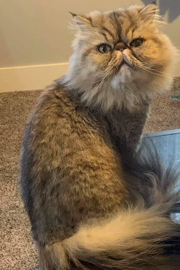 Lost cat in Grand Rapids, MI, 49503