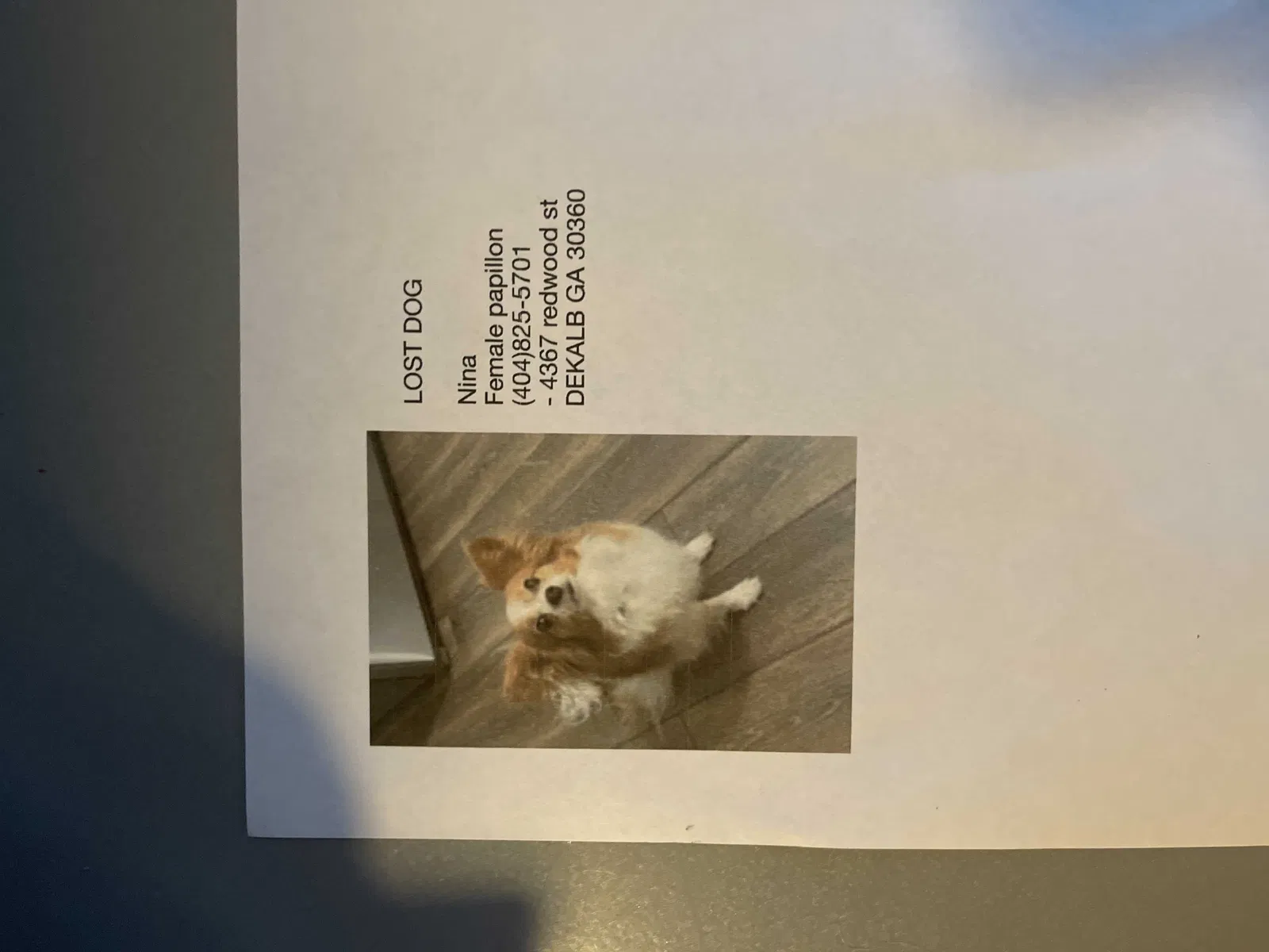 Lost dog in Atlanta, GA, 30360