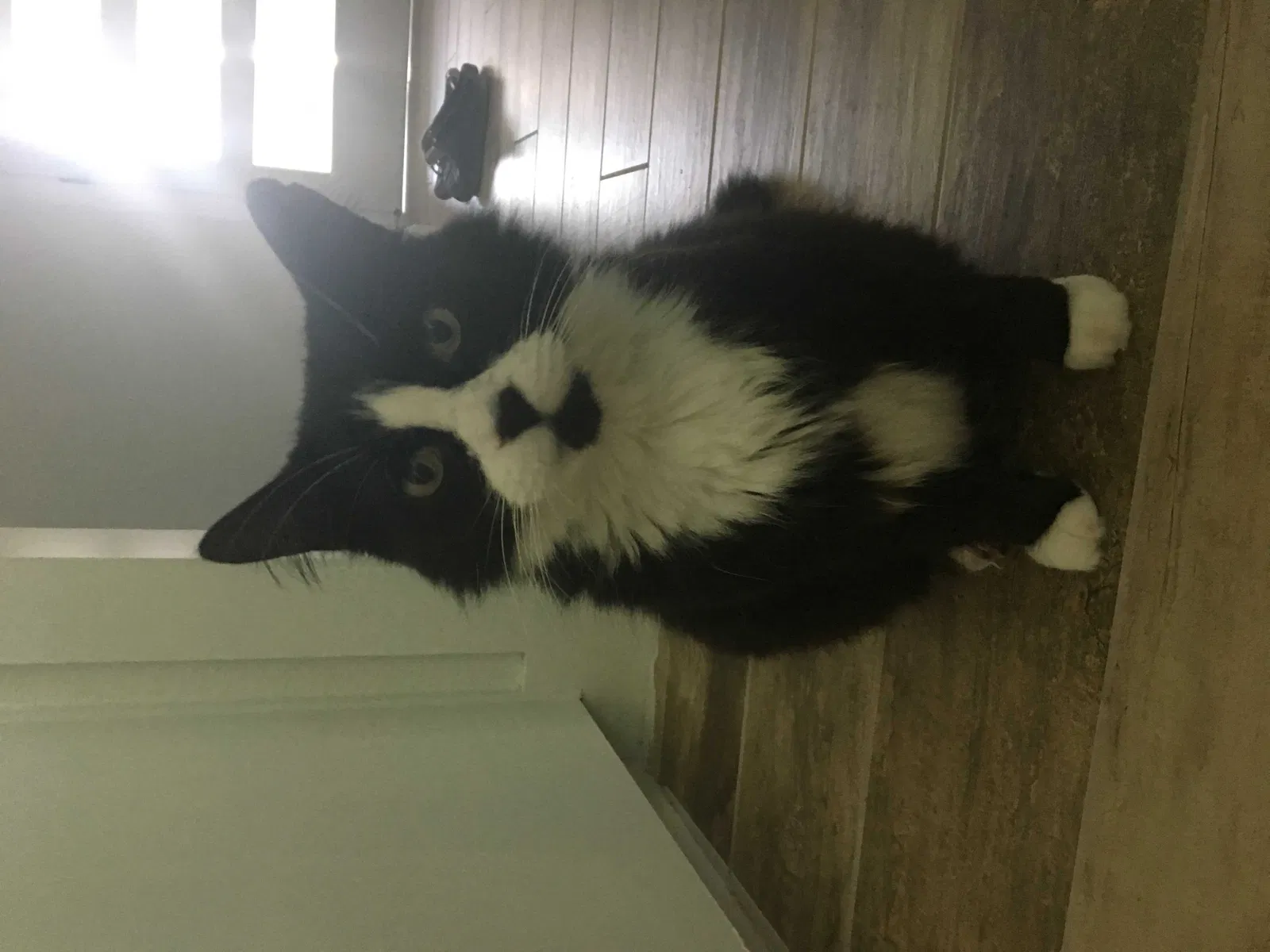 Lost cat in Lorena, TX, 76655