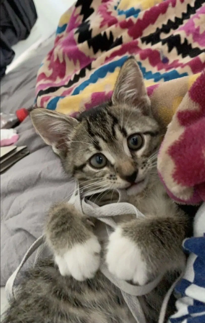 Lost cat in Clearwater, FL, 33756