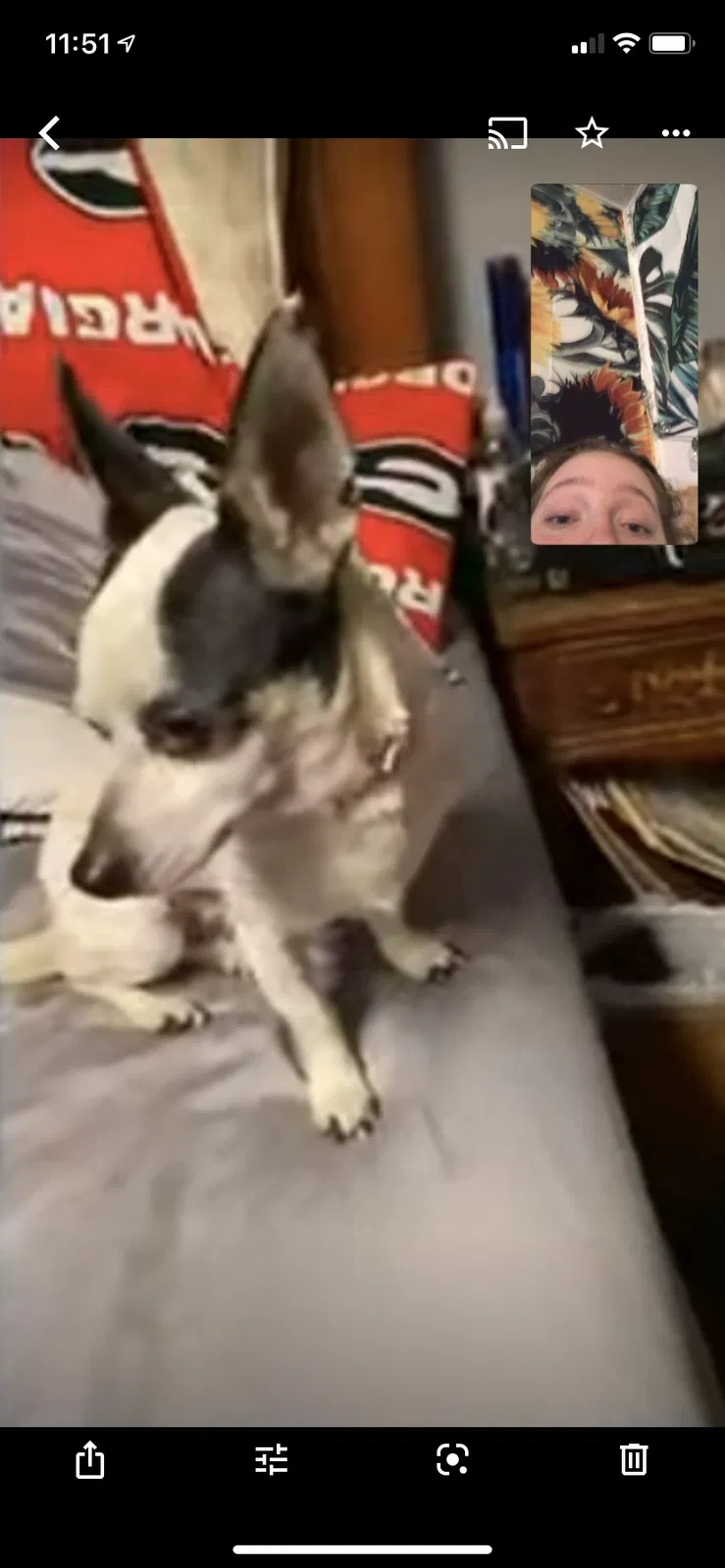 Lost dog in Woodstock, GA, 30188