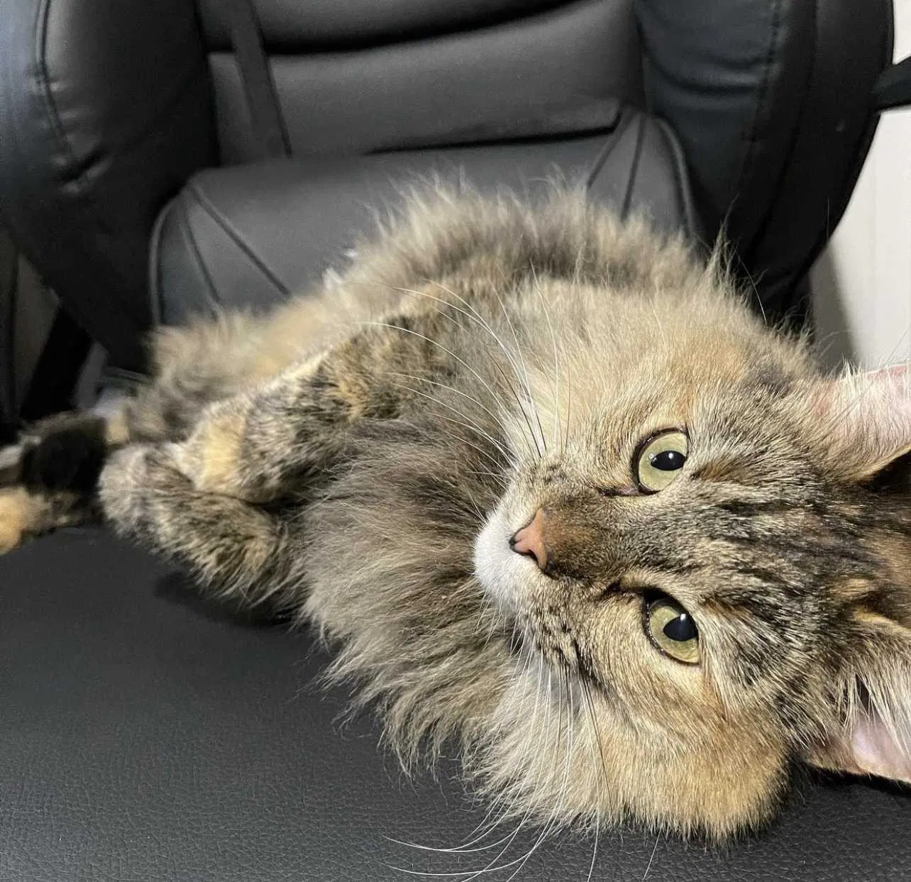 Lost cat in Caldwell, ID, 83605