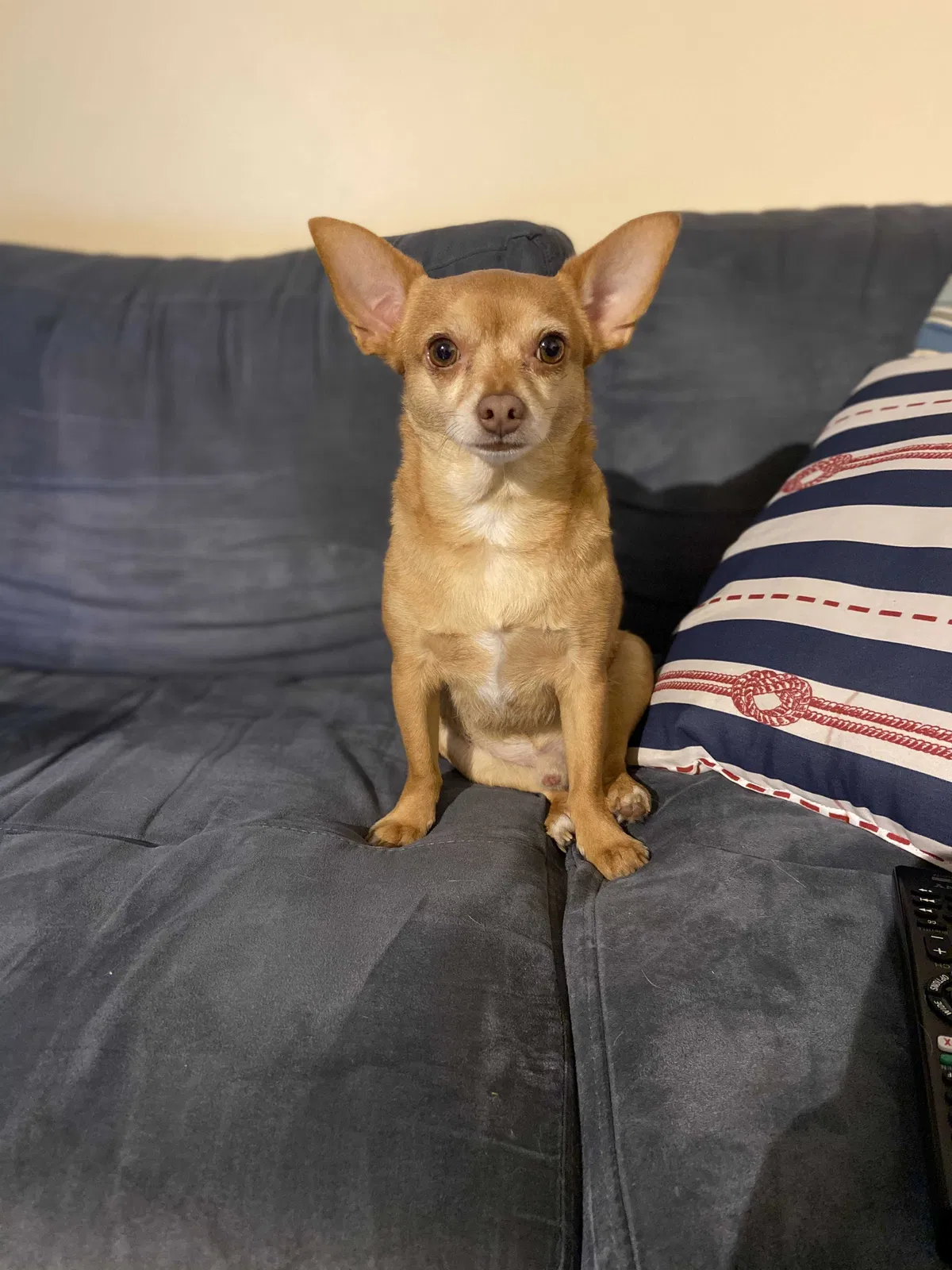 Lost dog in Pickerington, OH, 43147