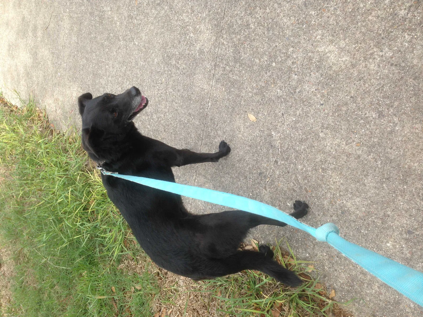 Lost dog in Corpus Christi, TX, 78413