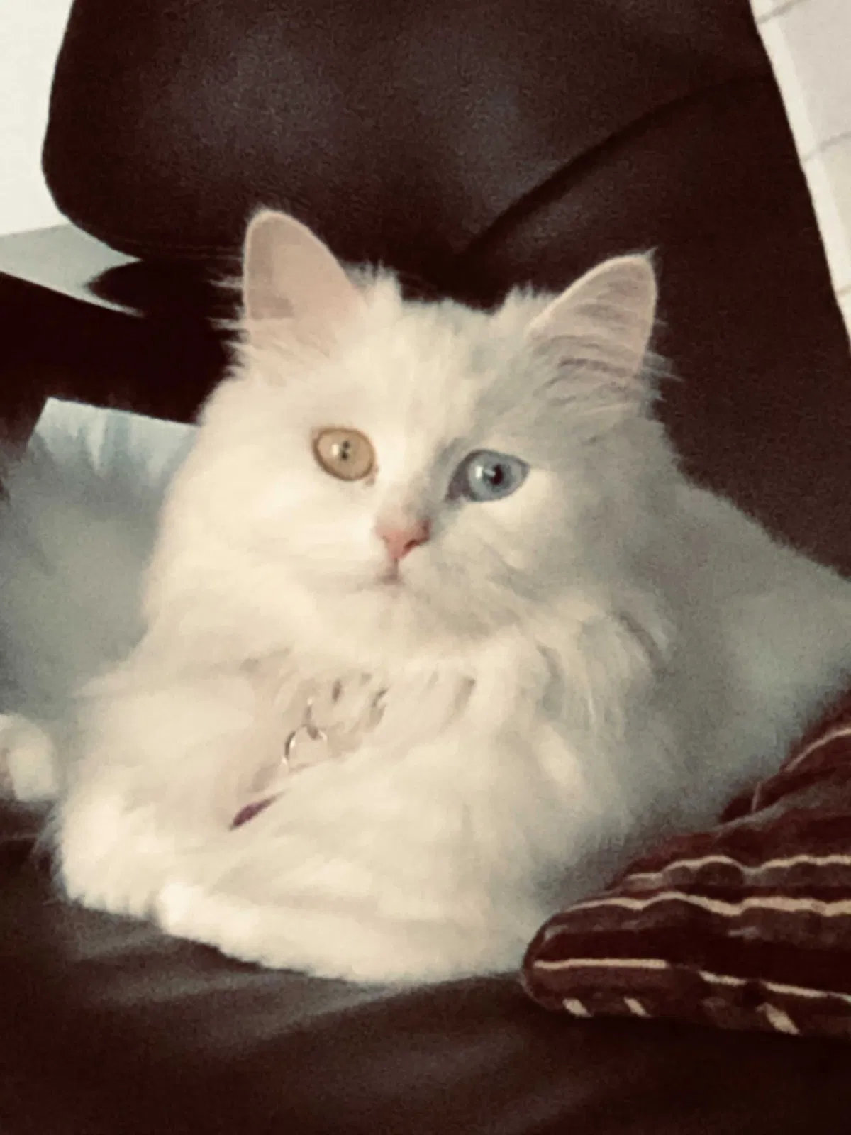 Lost cat in Lynnwood, WA, 98036