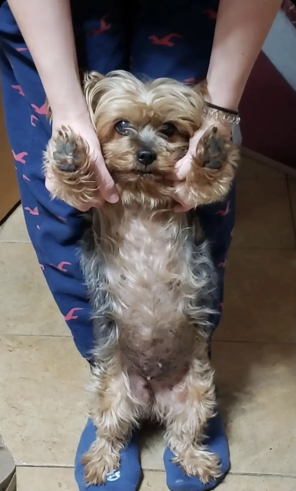 Lost dog in Burbank, IL, 60459