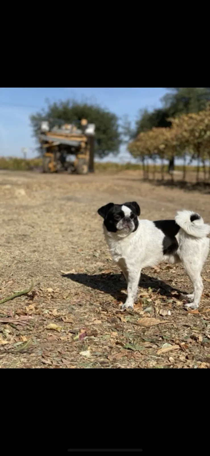 Lost dog in Galt, CA, 95632