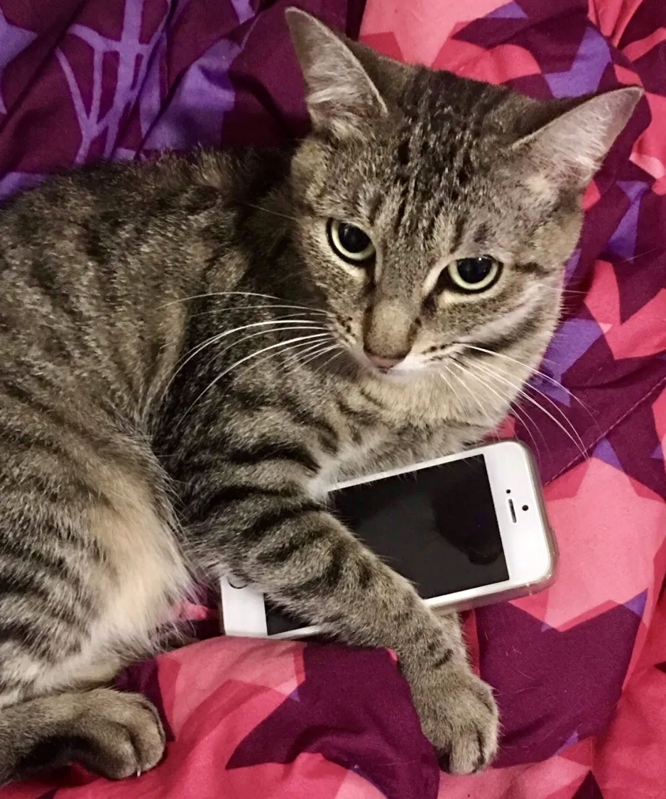 Lost cat in Ivoryton, CT, 6442
