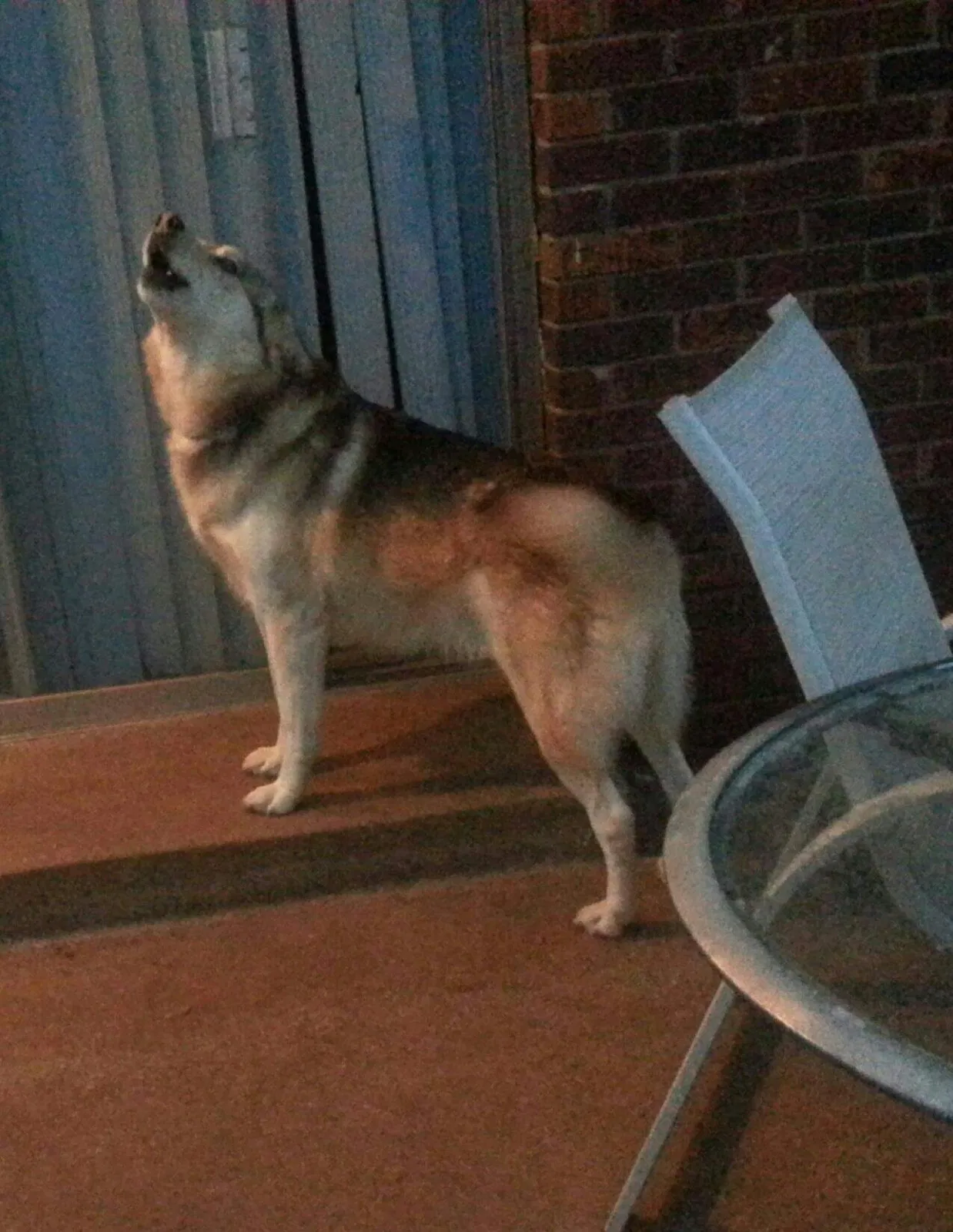 Lost dog in Edmond, OK, 73003