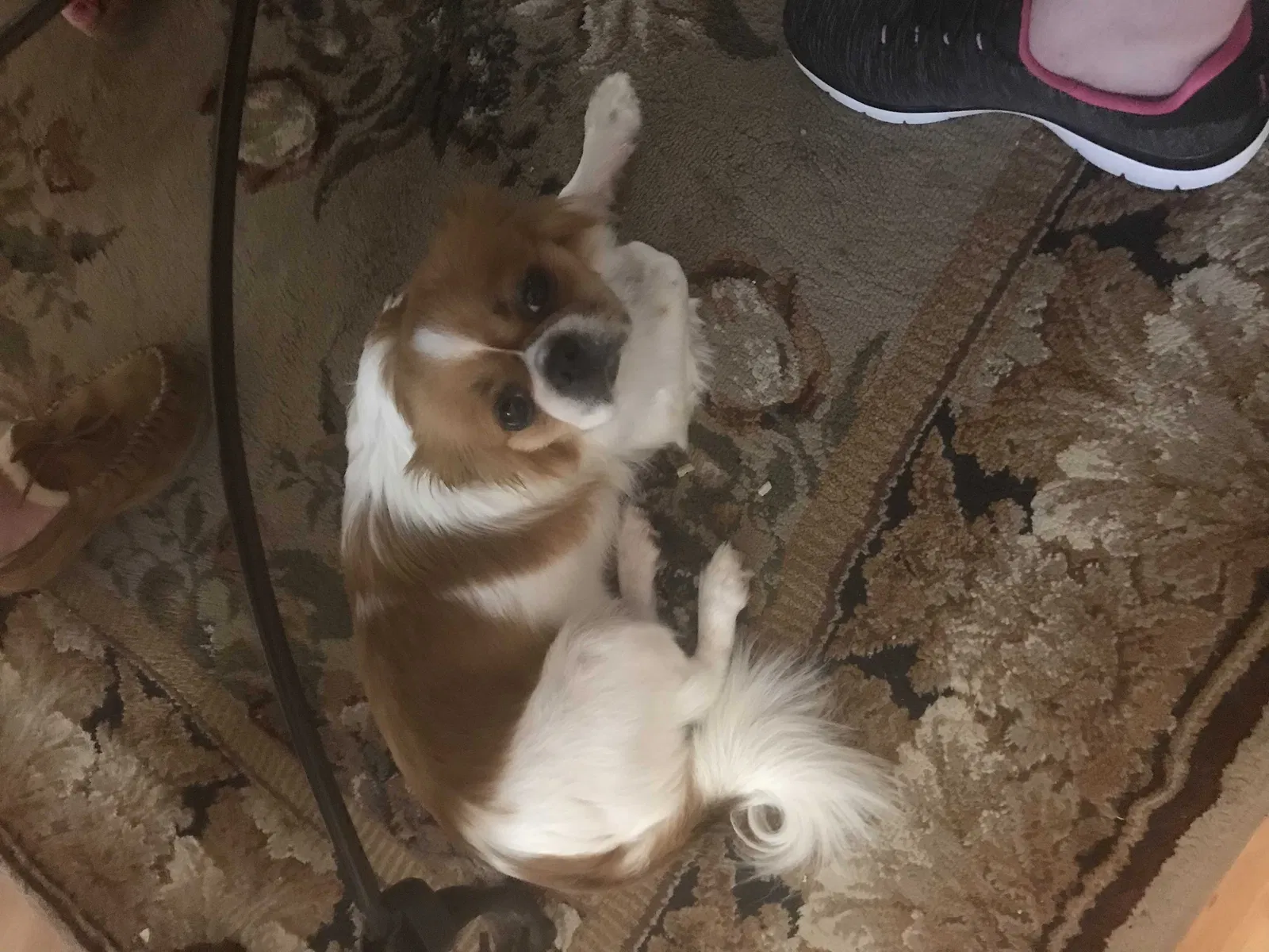 Lost dog in Little Rock, AR, 72205