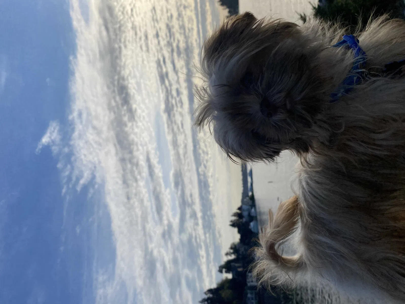 Lost dog in Bellevue, WA, 98008