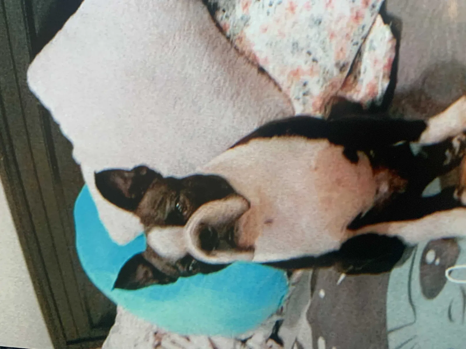 Lost dog in Anaheim, CA, 92802