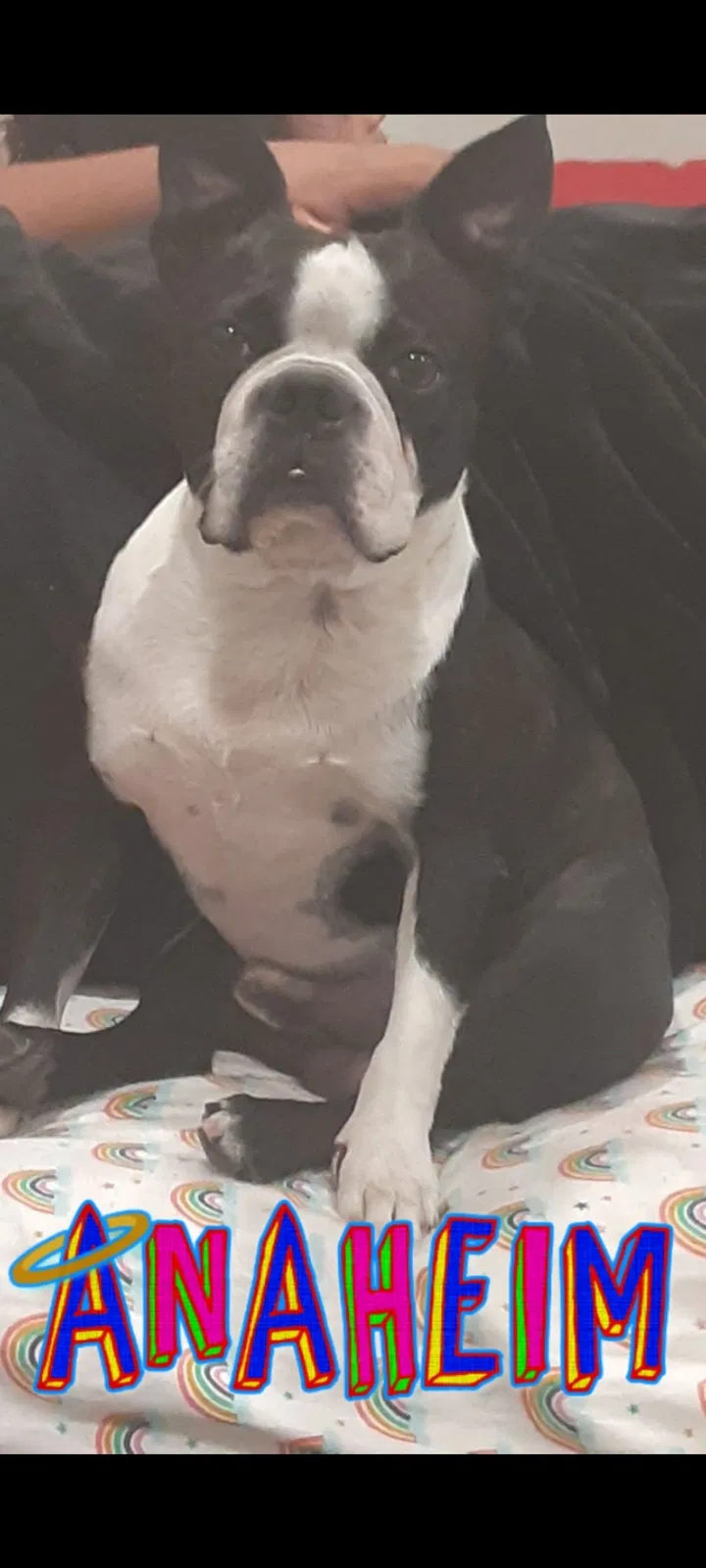 Lost dog in Anaheim, CA, 92802