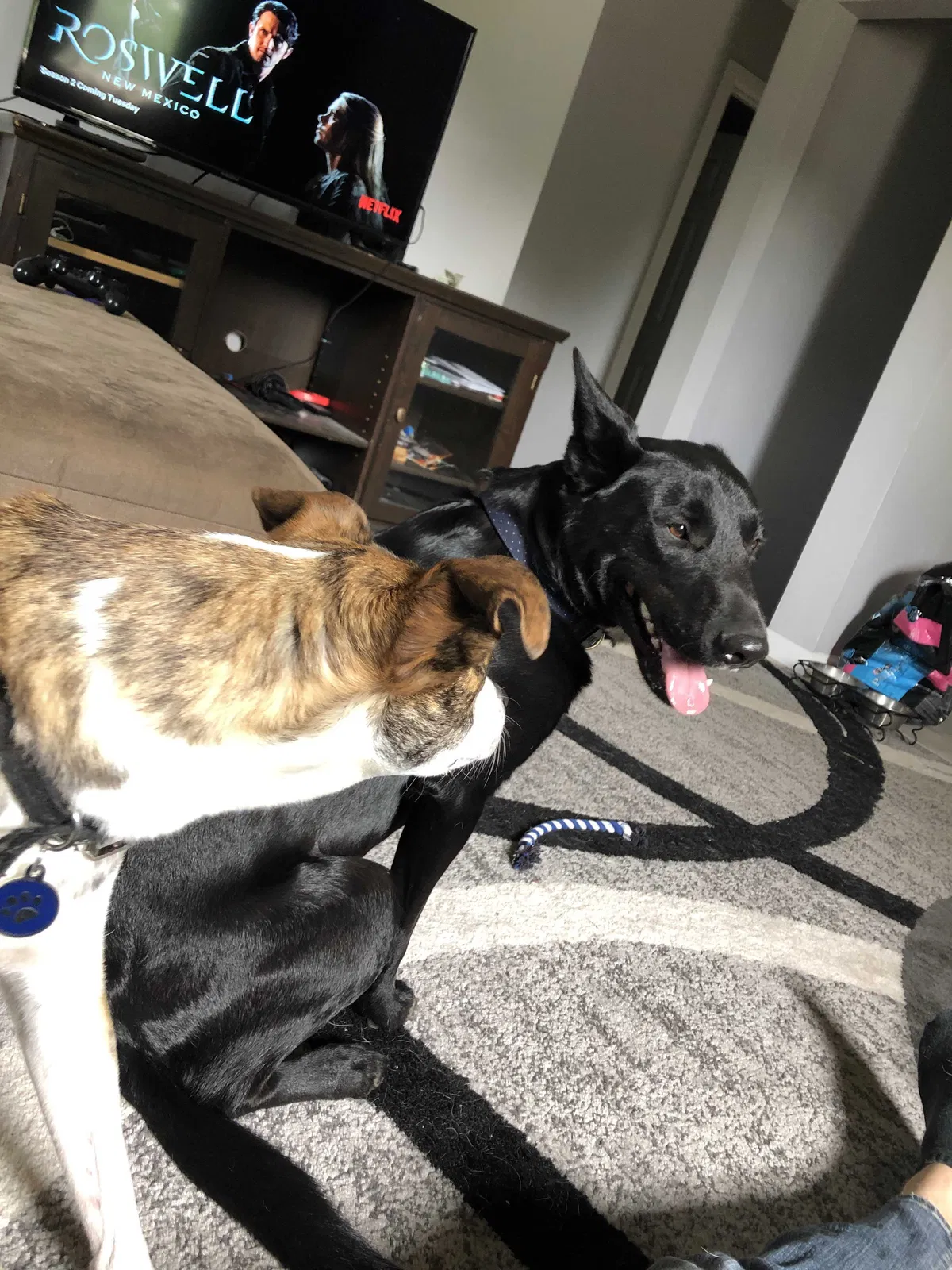 Lost dog in Minneapolis, MN, 55445
