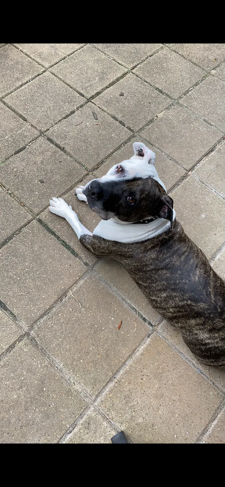 Lost dog in Ocean Springs, MS, 39564