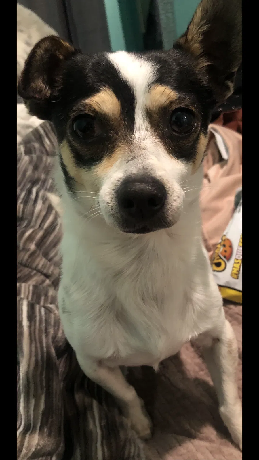 Lost dog in Livingston, CA, 95334