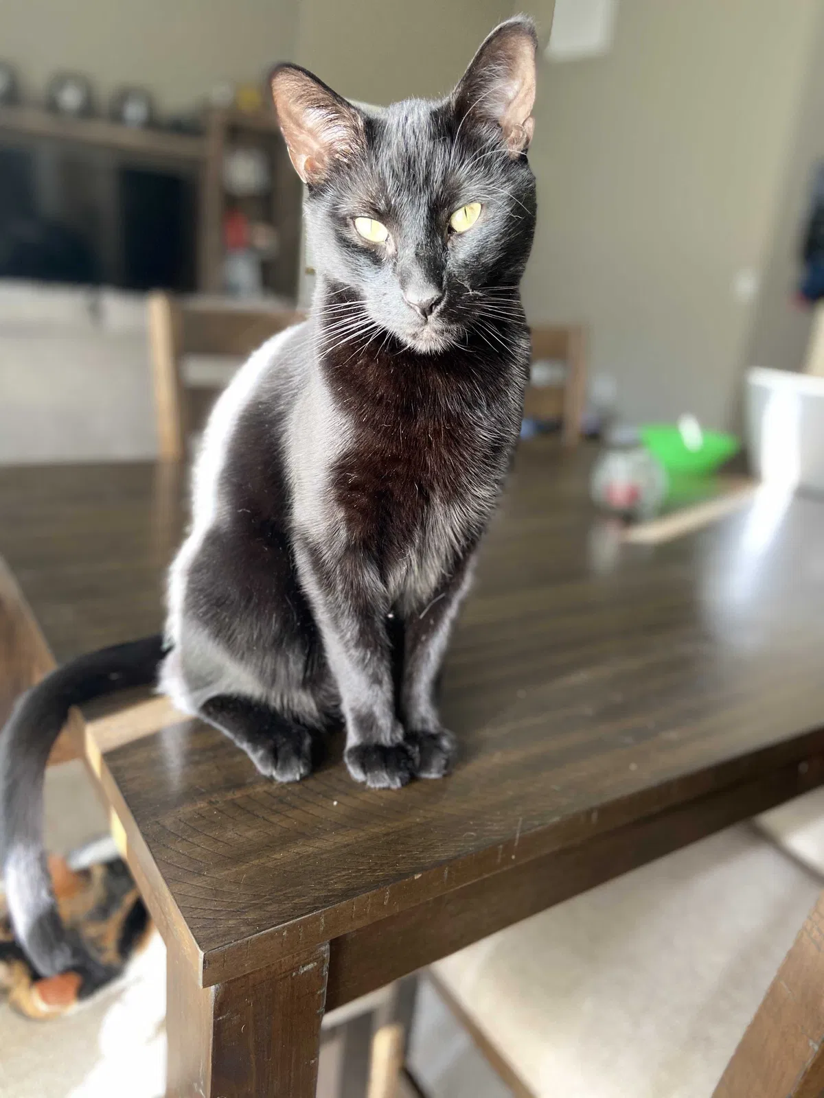 Lost cat in Greenwood, IN, 46143